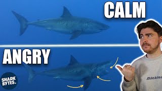 The Secret Signals Sharks Use to Size Each Other Up