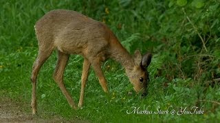 Beautiful Nature, young european deer, 1080p