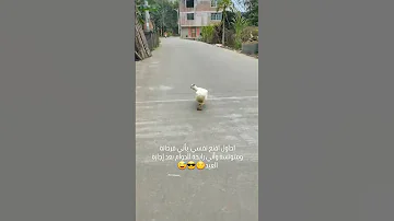 ماني مضايق 