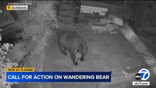 Large bear spotted in Burbank neighborhood