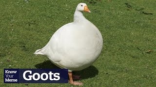 Why Is This Picture Of A Fat Goose Showing Up Everywhere?