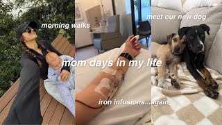 MOM VLOG ☕ cleaning, cooking, morning walks, new dog, iron infusions, etc