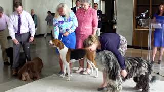 Dogs show off skills ahead of annual Westminster show