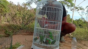 Cara pikat burung serindit 👍😀