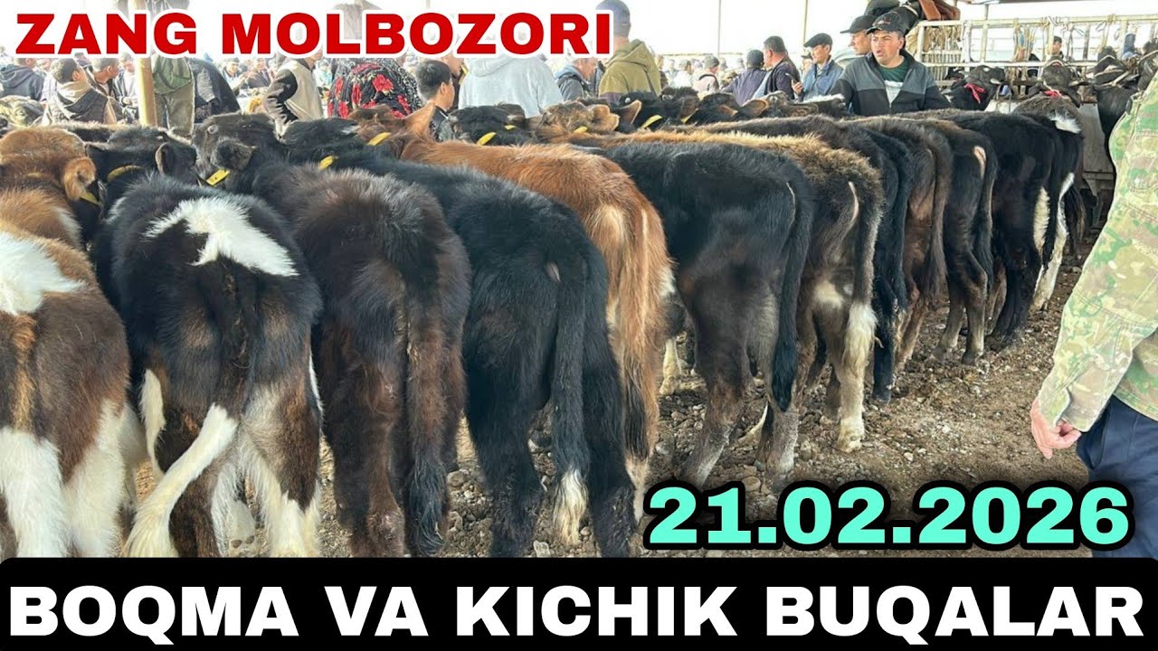 BOQMA VA KICHIK SEMIZ BUQALAR NARXLARI SURXONDARYO MUZRABOT ZANG MOLBOZORI 
