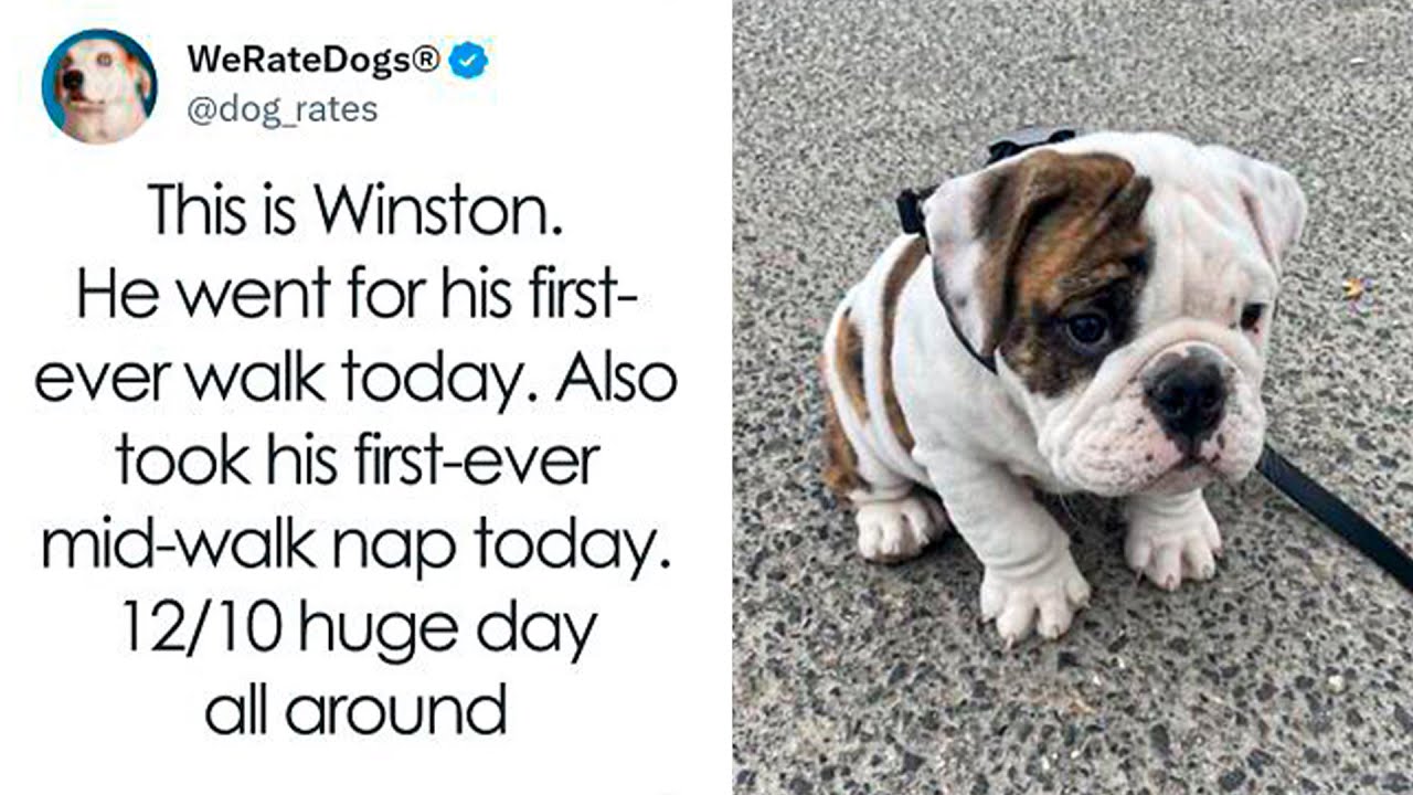 Times When People Were Asked To Rate Their Dogs And Received Delightfully Heartwarming Outcomes