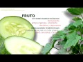 Pepino. Propiedades medicinales de la planta