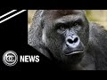 Video shows Gorilla dragging child in Cincinnati Zoo