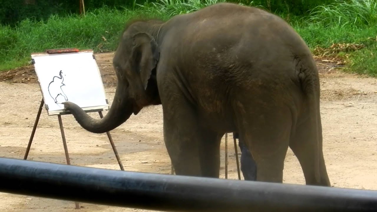 Suda the Elephant Paints a Picture! YouTube