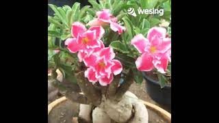 Cool Off Toshirou Cover