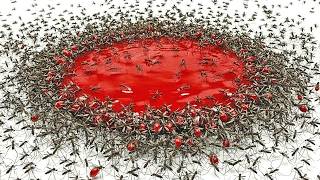 1,000 Mosquitos vs. Sangre