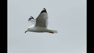 Z axis tracking Gulls. PENTAX K-3 Mark III with D FA 150-450. How did it do?