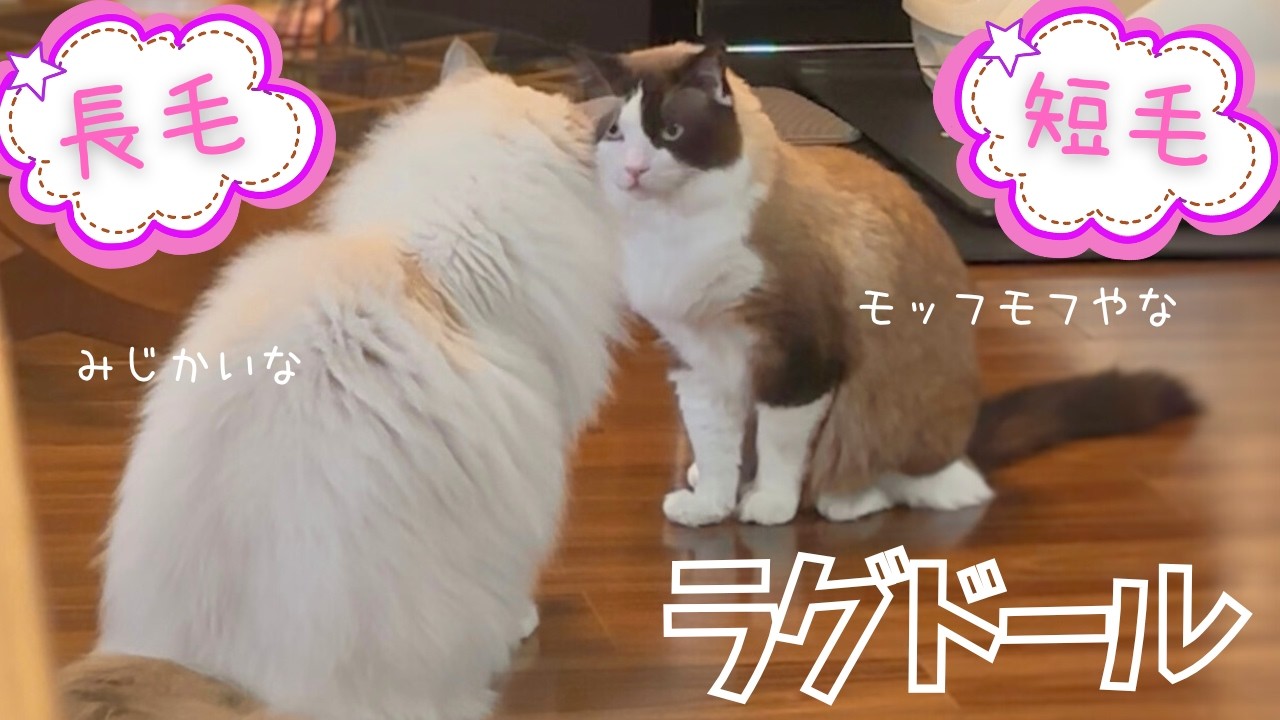 【短毛ラグドール】もふもふ長毛ラグドールと並ぶとこうなりました。