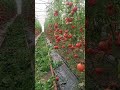#dexqonchilik #farming #tomato