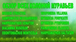 видео: Обзор всех колоний муравьев картинка: Обзор всех колоний муравьев
