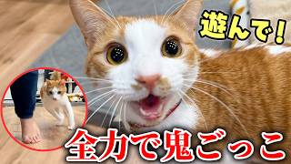 どうしても飼い主と鬼ごっこしたい猫と全力で遊んでみたら