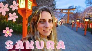 Kyoto’s Best Cherry Blossom Spots 🌸