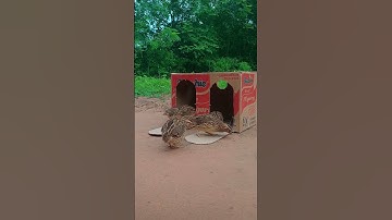 New Create Quail Trap With Cardboard Box #shorts #birdtrap #newshorts