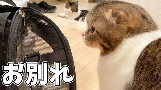 家族とお別れする猫…泣