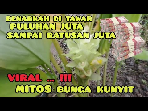 Video: Bunga kunyit - hiasan atau bumbu?