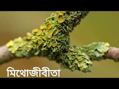 ভিডিও: ফরেস্ট ম্যালো (২৫ টি ফটো): ফরেস্ট ম্যালোর বোটানিক্যাল বর্ণনা, বহুবর্ষজীবী উদ্ভিদ জন্মানোর নিয়ম