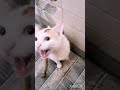 cat shorts #pet #cat #funny #meow
