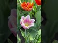 The canadian tulip festival in ottawa