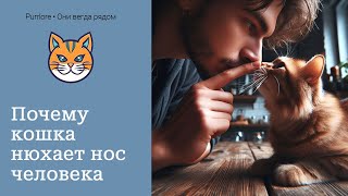 Почему кошка нюхает нос человека