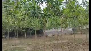 Plantation .2000 trees or an oxygen plant is being  launched!!