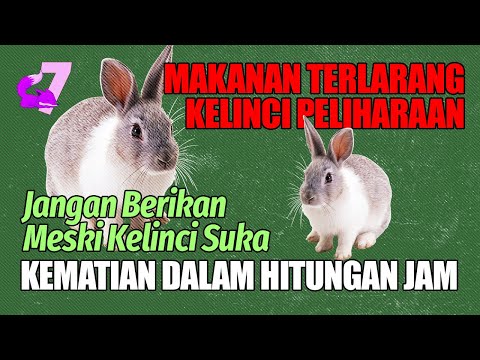 Video: Bolehkah arnab makan selada air?