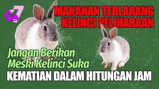 8 JENIS MAKANAN BERBAHAYA UNTUK KELINCI