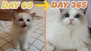 kitten grow complte different in 365 days