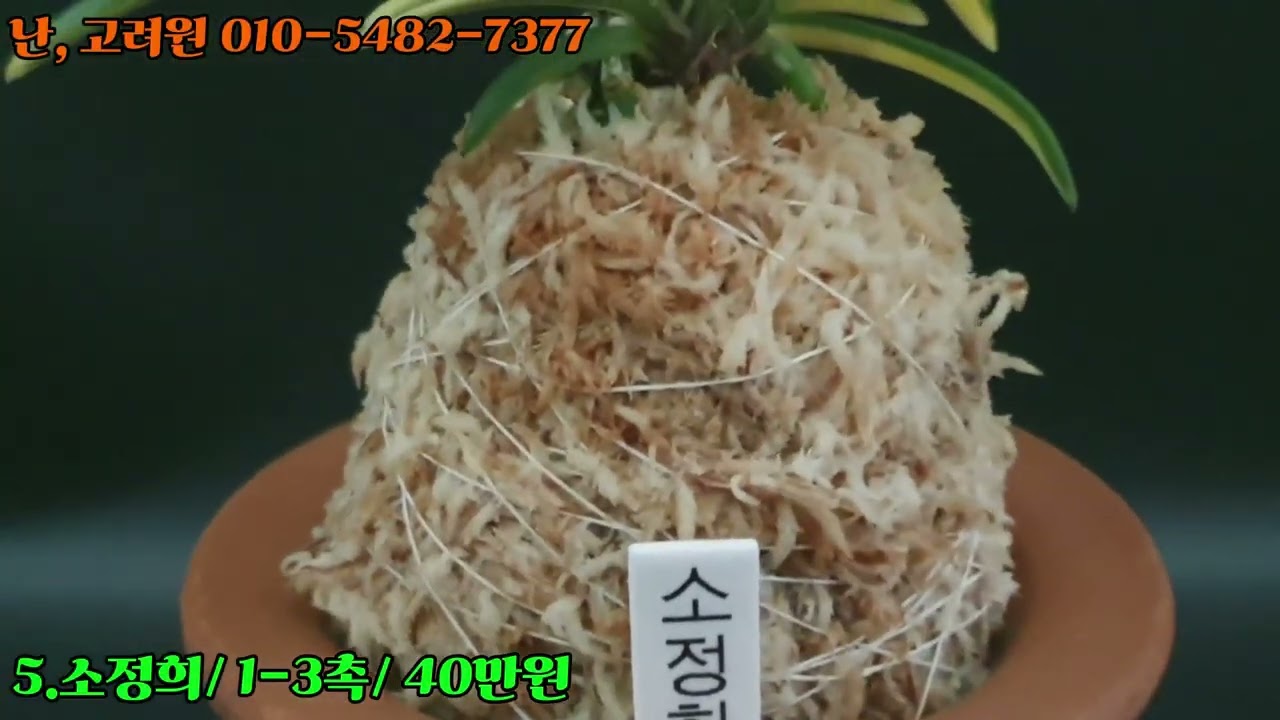 [3월3일] 유리, 흑담, 금공작, 천홍매금, 소정희, 욱승, 양귀희, 관악, 금두 입니다~ #풍란#부귀란#고양난#고려원#난농장