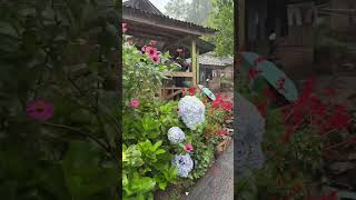 Suasana Syahdu Saat Turun Hujan Di Pedesaan