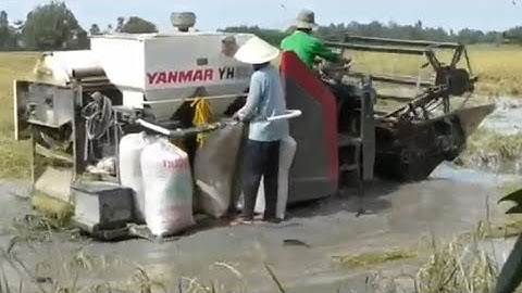 máy cắt lúa Kubota DC 70. may gat lua yanmar YH 850 trên đồng lúa ngập lũ 843 - maycatluaKupota