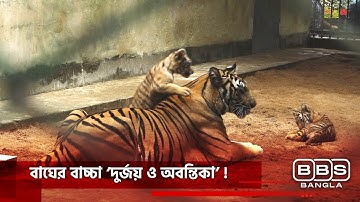 সাড়ে চার বছর পর ঢাকা চিড়িয়াখানায় বাঘের বাচ্চা