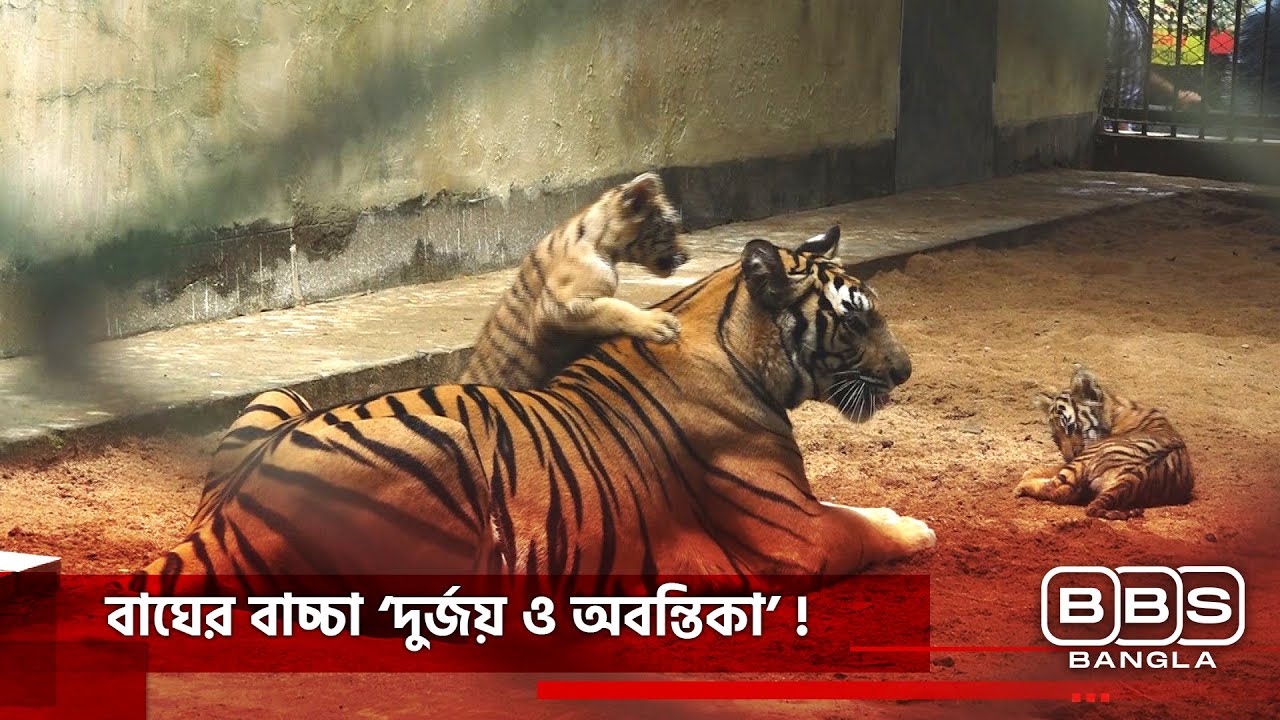 সাড়ে চার বছর পর ঢাকা চিড়িয়াখানায় বাঘের বাচ্চা