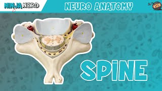 Anatomy of the Spine | Model