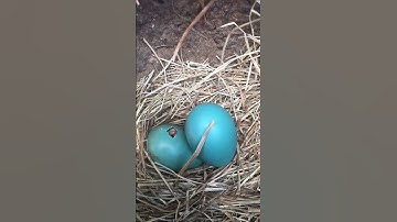 Baby Robin Hatching @bdwildbird