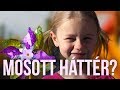 Mosott háttér - Mélységélesség a gyakorlatban