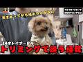 【初来店】年をとって性格が急変!手に穴が開くほど噛みつくトイプードルの噛み犬トリミング