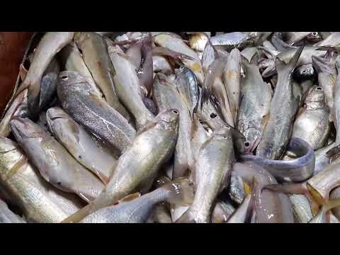 Video No Căng Bụng Món Cá Úc Nấu Canh Chua Bữa Cơm Trên Ghe... - youtube