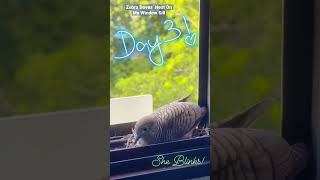 Zebra Doves’ Nest On My Window Sill - Day 3