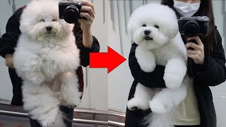 HUGE Puppy Turns Into LITTLE Puppy in Only 6Hours!
