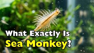 What Sea-Monkeys Really Are [ID2304]