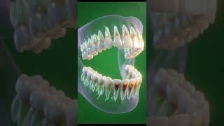 Your Teeth Are Growing Right Now — Here's What's Happening Inside Your Jaw"  #DentalAnatomy