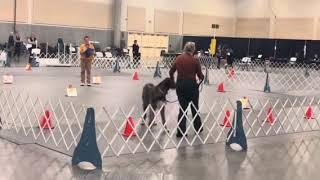 Ava the Irish Wolfhound gets her second Q in Rally Novice. by Gimme 5 Dog Training with Serendipity Sighthounds 52 views 6 months ago 2 minutes, 42 seconds