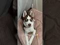 Daisy is always your friends #husky #puppy #shorts