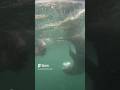 Seal Swimming #shorts #southafrica #plettenbergbay #travel