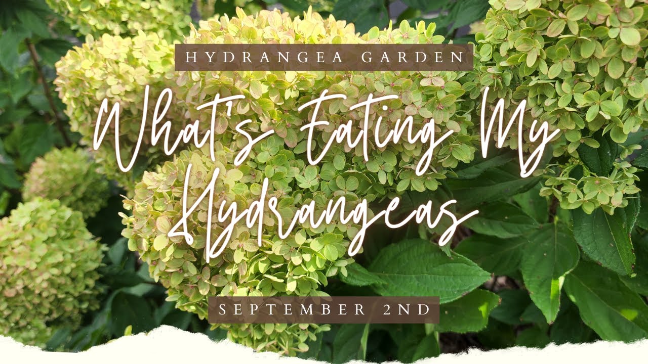What's Eating My Hydrangeas? Friday's Weekly Hydrangea Garden Tour 🌸